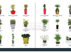 indoor Plants & landscaping Service