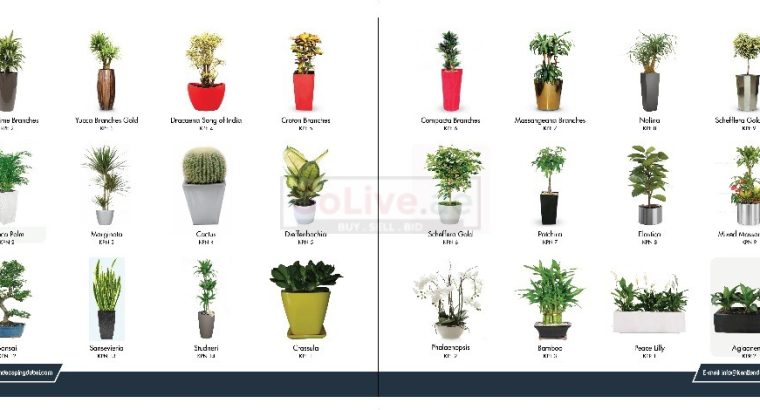indoor Plants & landscaping Service