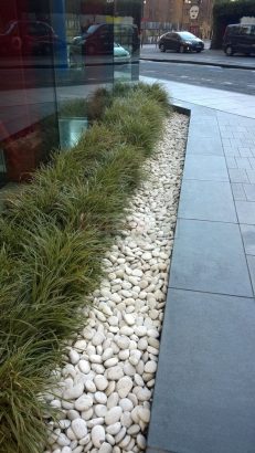 indoor Plants & landscaping Service