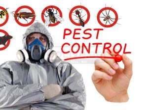 Pest control مكافحة حشرات