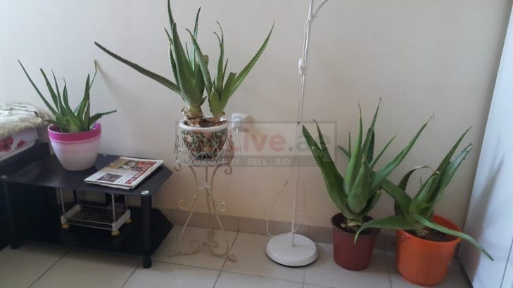 Partitions and Bed spaces in Barsha 1 available for ladies both economic and executive.