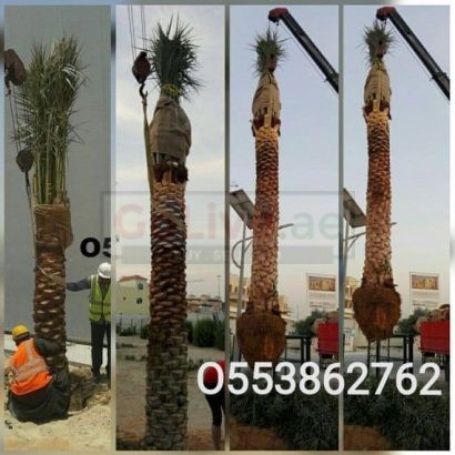 Date palm delivery and planting