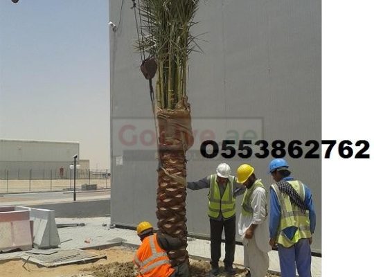 Date palm delivery and planting