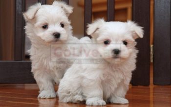 Amazing Maltese Puppies for sale Call/Whatsapp 0528074673