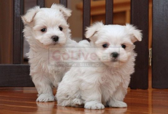 Amazing Maltese Puppies for sale Call/Whatsapp 0528074673