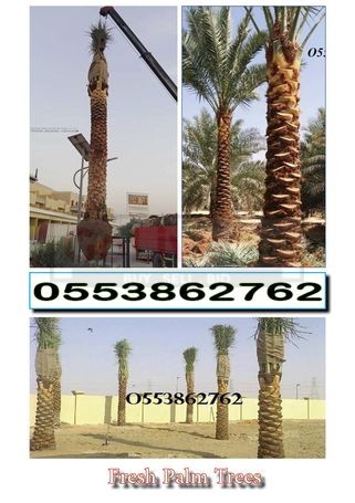 Date palm delivery and planting