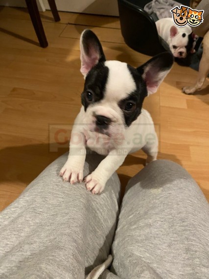 12 Weeks Old French Bulldog Puppies For Sale For More Details Call Whatsapp 971557494855 Golive Ae Uae Classifieds