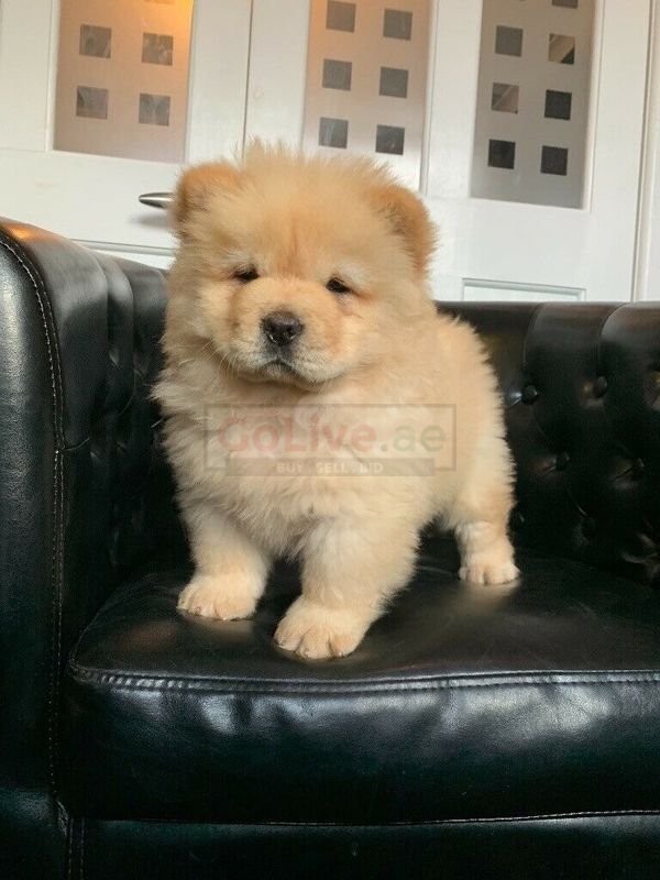 micro chow chow