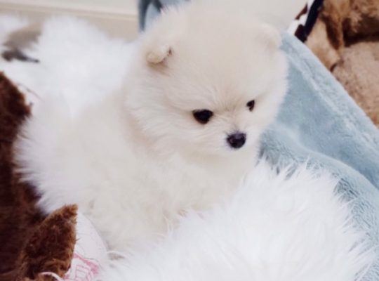 Cute Pomerania male and female Puppies