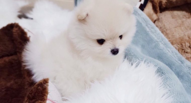 Cute Pomerania male and female Puppies