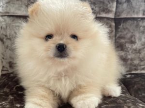 Pomerania Puppies for adoption
