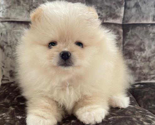 Pomerania Puppies for adoption