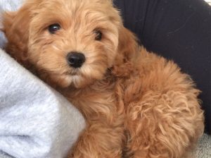 Maltipoo Puppies For Sale
