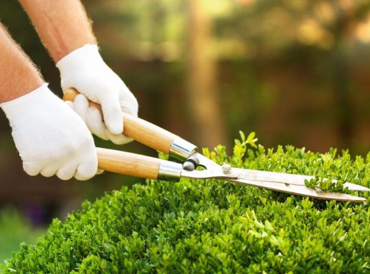 LANDSCAPING AND GARDEN CARE SERVICES IN UAE