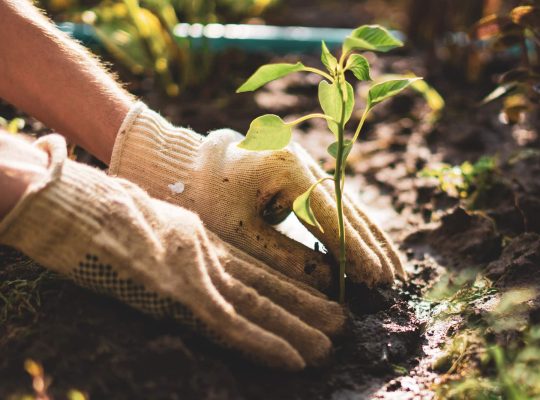 Garden Maintenance And Landscaping
