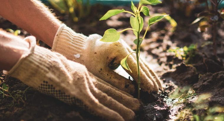 Garden Maintenance And Landscaping