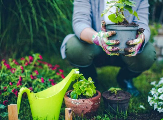 Gardening/pool maintenance