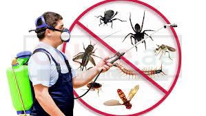 Pest Control Dubai | Discount Offer