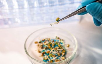 DNA Based GMO Testing Laboratory in UAE