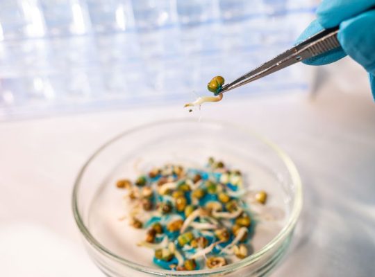 DNA Based GMO Testing Laboratory in UAE