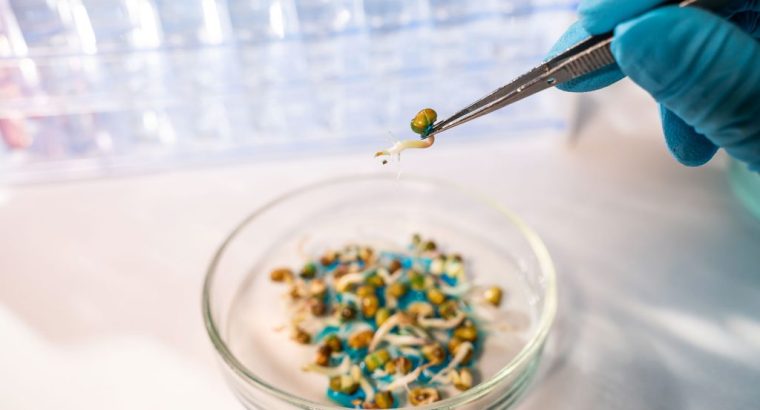 DNA Based GMO Testing Laboratory in UAE