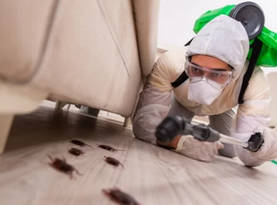 Looking for affordable Pest control ??