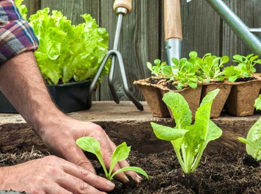 Gardening/Landscaping