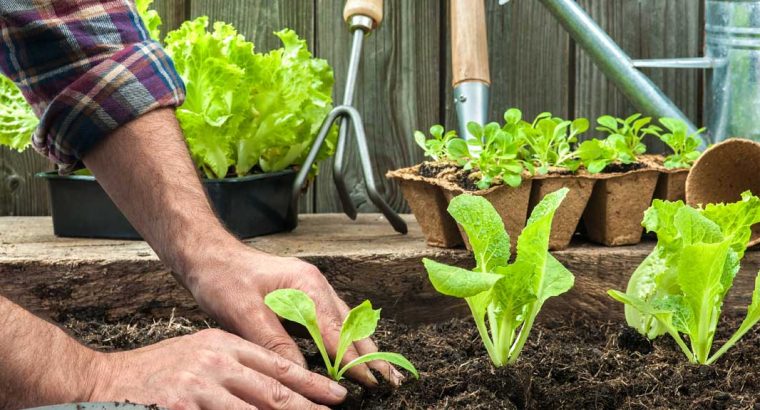 Gardening/Landscaping