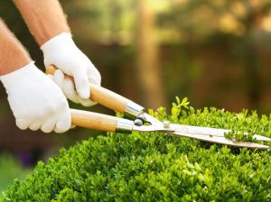 Garden Care, Removal of Trees and Lawn Making at 50% Discount