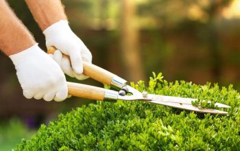 Garden Care, Removal of Trees and Lawn Making at 50% Discount