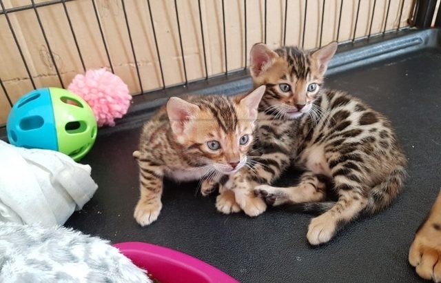 SPHYNX AND BENGAL KITTEN