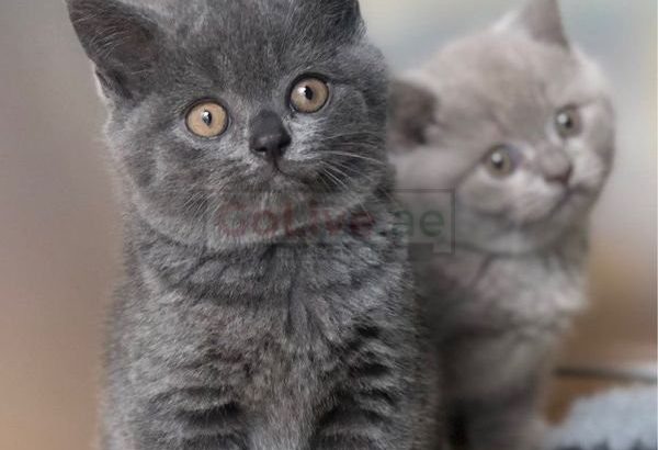 British shorthair kittens