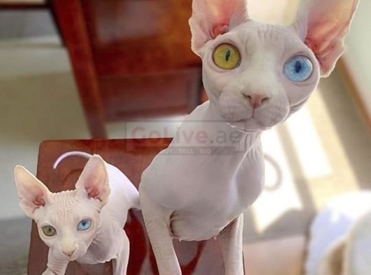 SPHYNX AND BENGAL KITTEN