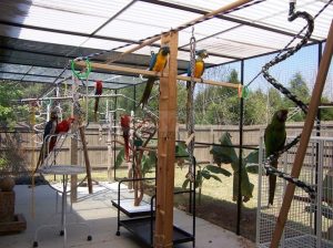 Hand raised, Weaned/Dna Tested Parrot birds and Fertile parrot eggs available