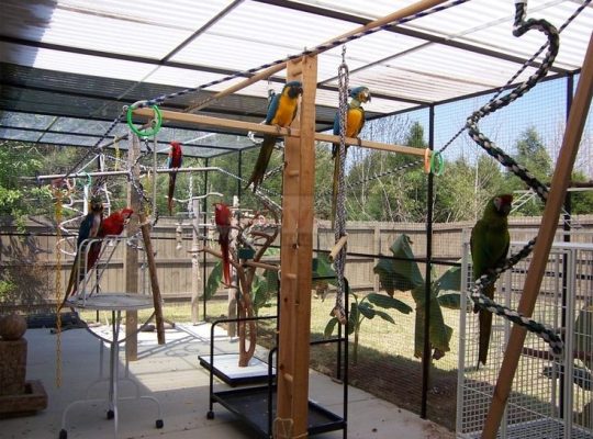 Hand raised, Weaned/Dna Tested Parrot birds and Fertile parrot eggs available