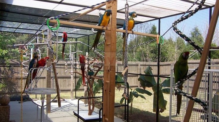 Hand raised, Weaned/Dna Tested Parrot birds and Fertile parrot eggs available