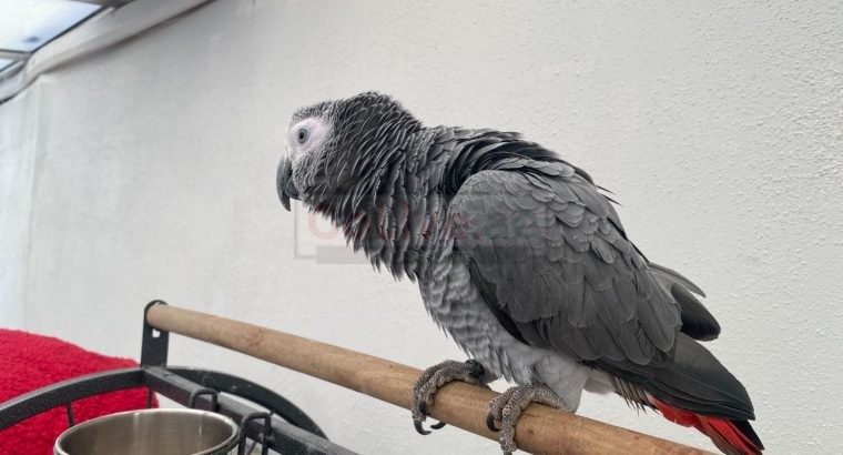 Super cuddly tame African grey baby