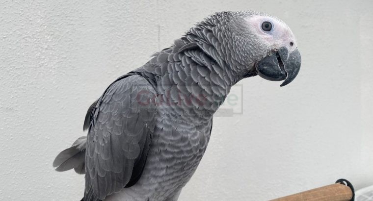 Super cuddly tame African grey baby