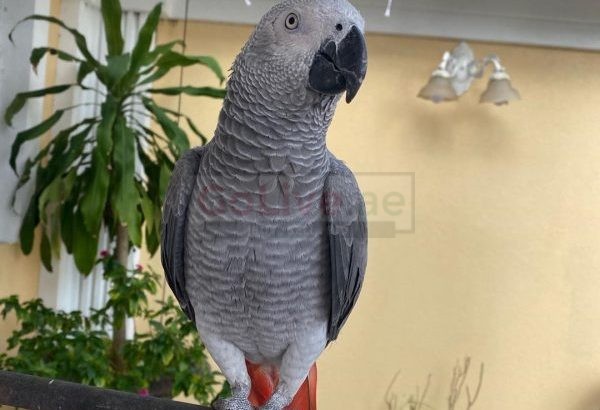 Super cuddly tame African grey baby