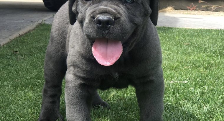 Cane Corso Puppies For Sale