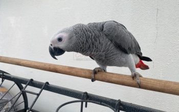 Super cuddly tame African grey baby