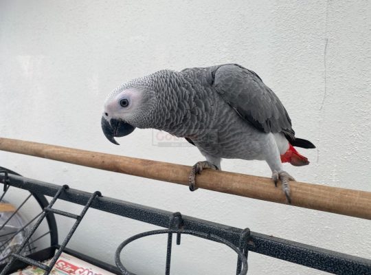 Super cuddly tame African grey baby
