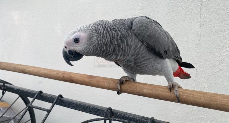 Super cuddly tame African grey baby