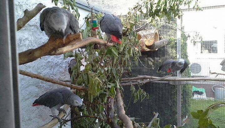 Super cuddly tame African grey baby