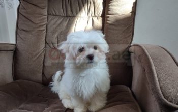 Cute white maltese puppies available