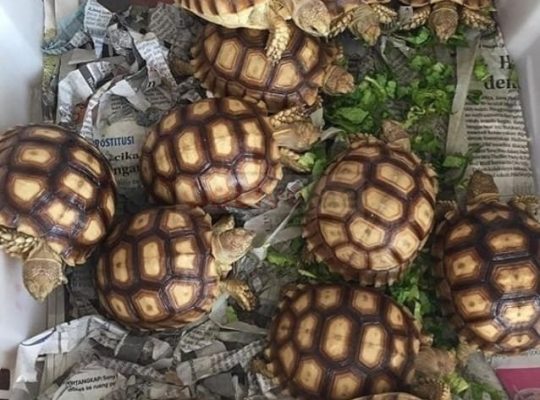 Lovely Aldabra and Sulcata Tortoises For Sale Online