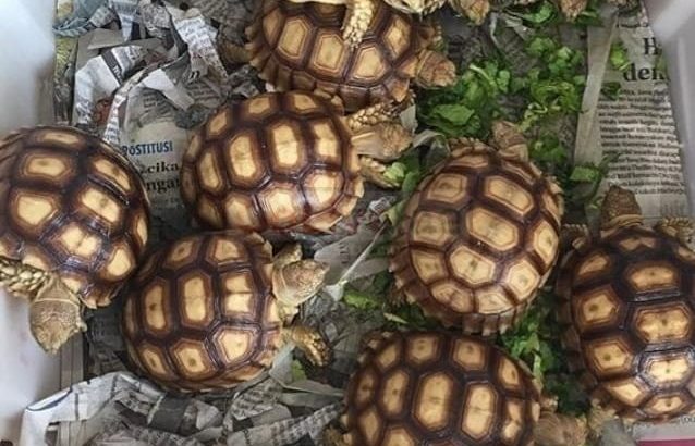 Lovely Aldabra and Sulcata Tortoises For Sale Online