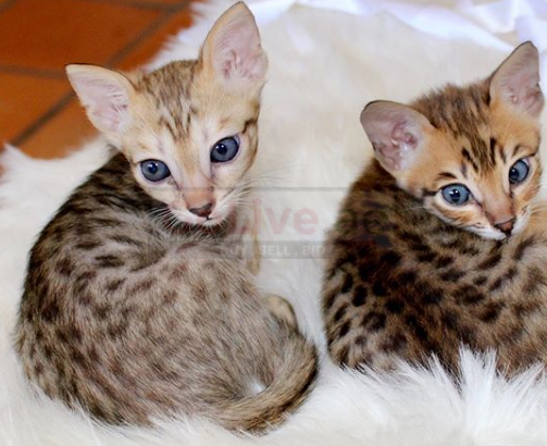 Savannah Kittens for sale