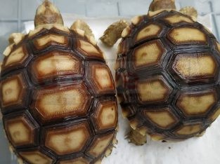 Lovely Aldabra and Sulcata Tortoises For Sale Online