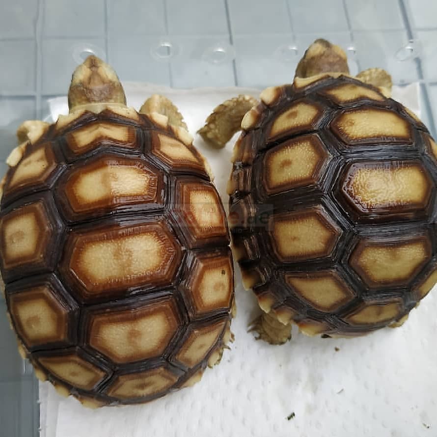 Lovely Aldabra and Sulcata Tortoises For Sale Online